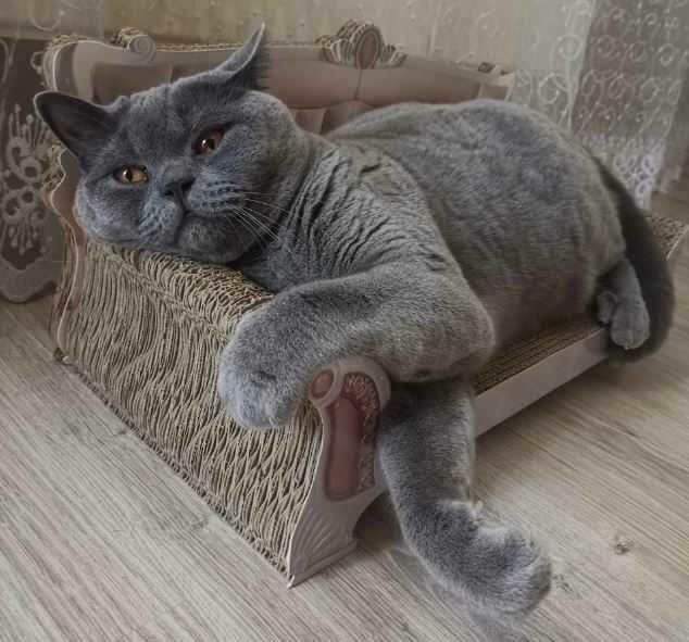 DRAPAK SOFA Dla Kota Legowisko