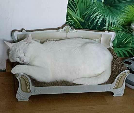 DRAPAK SOFA Dla Kota Legowisko