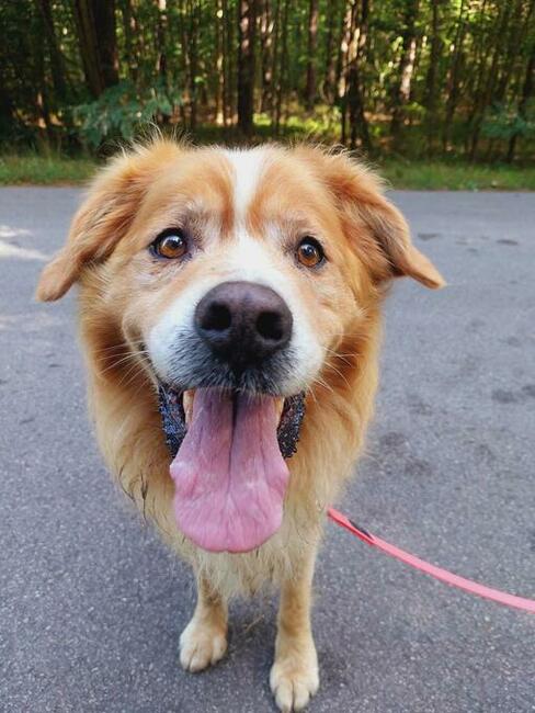 Zębatek duże, puchate cudo do adopcji 7l. 35kg