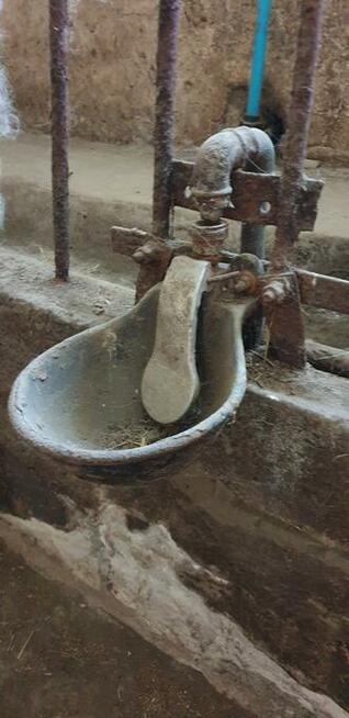 Poidła dla krów, byków