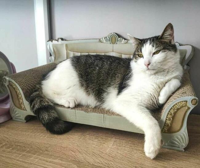 DRAPAK SOFA Dla Kota Legowisko