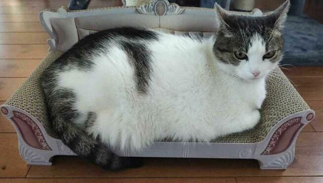 DRAPAK SOFA Dla Kota Legowisko