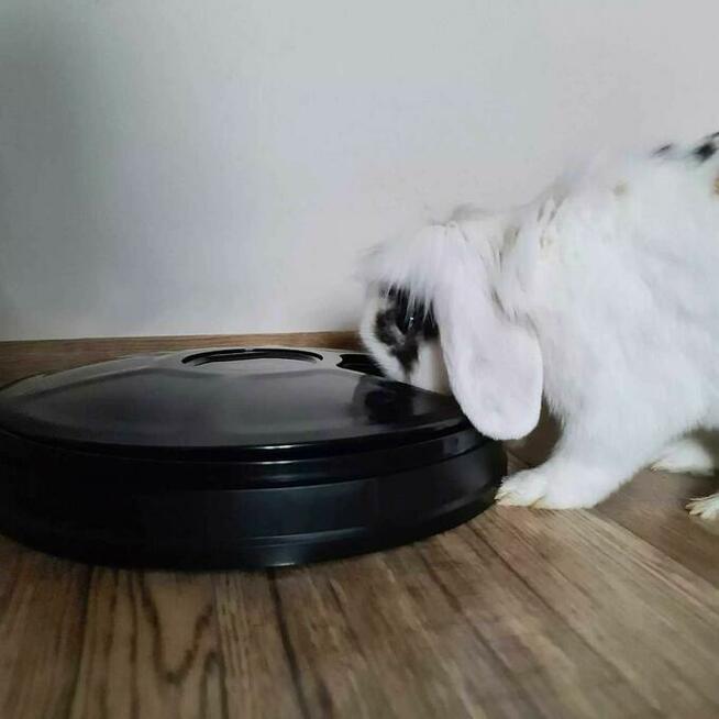 Automatyczny Czarny Podajnik Karmy