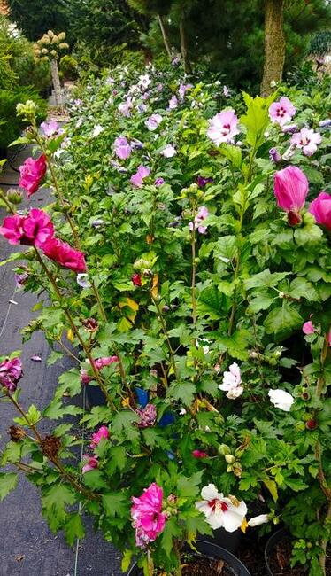 Hibiscusy 80-100 cm wiele odmian kolorystycznych - Producent