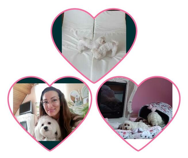 Szczeniaczki z rodowodem zapowiedź miotu kwiecień 2026