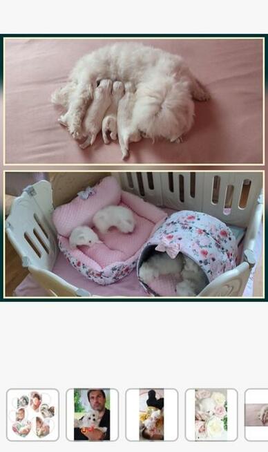 Szczeniaczki z rodowodem zapowiedź miotu kwiecień 2026