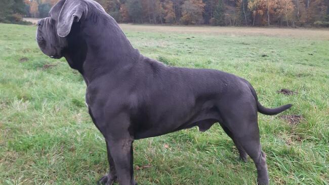 Reproduktor Cane Corso