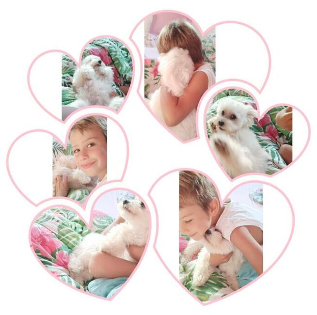 Szczeniaczki z rodowodem zapowiedź miotu kwiecień 2026