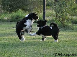 Terier Tybetański szczenięta planowany miot