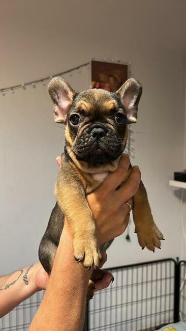 Buldog francuski