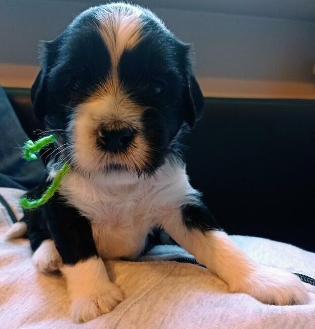 Terier Tybetański szczenięta planowany miot