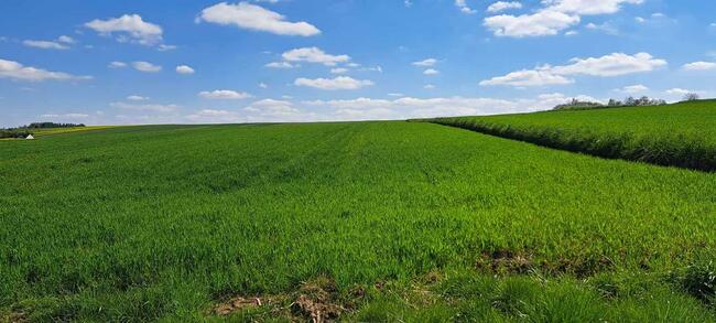 Działka siedliskowa Skała