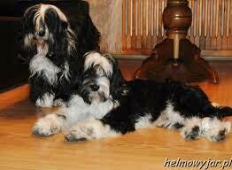 Terier Tybetański szczenięta planowany miot