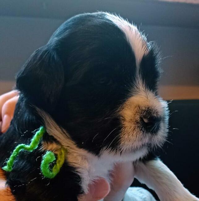 Terier Tybetański szczenięta planowany miot