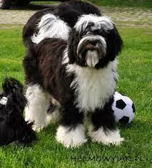 Terier Tybetański szczenięta planowany miot