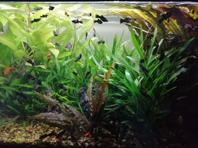 Sprzedam kompletne akwarium