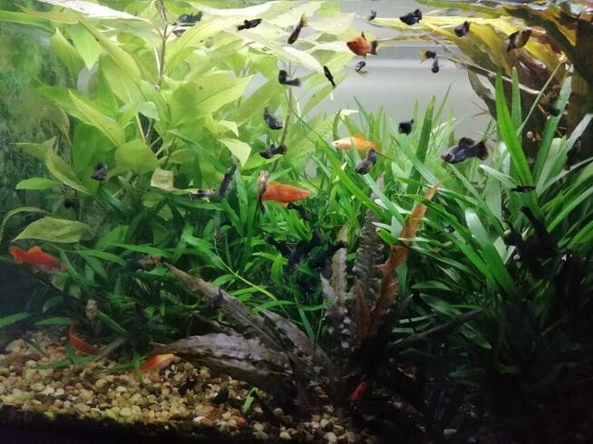 Sprzedam kompletne akwarium