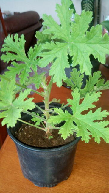 Geranium pachnące cytrynką