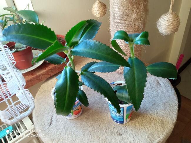 A może żyworódkę lub...