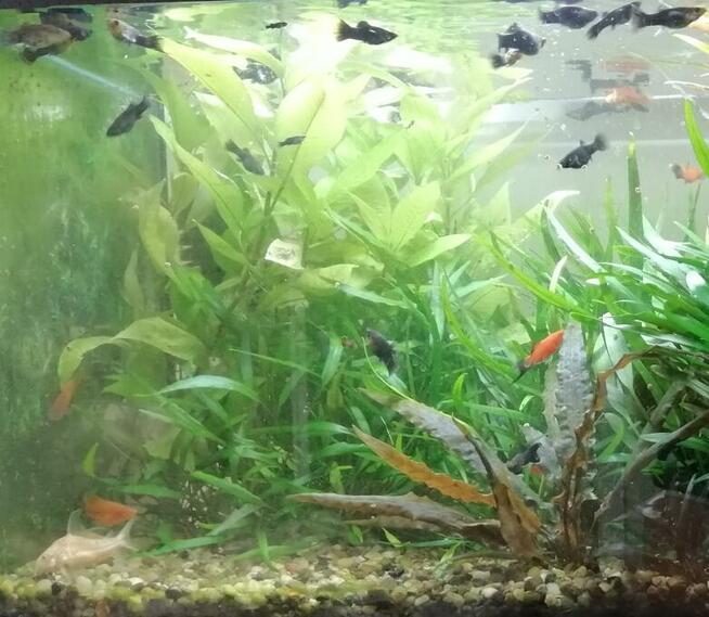 Sprzedam kompletne akwarium