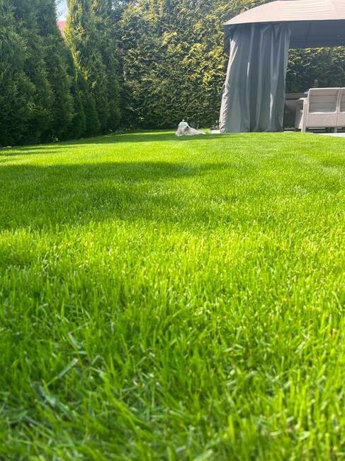 Usługi ogrodnicze Tech Garden przycinanie cięcie Thui (Tui)