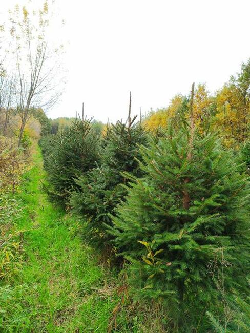 Świerk pospolity, Świerk srebrzysty, jodła kaukaskaPLANTACJA
