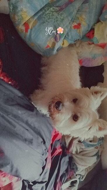 Oddam psa rasy West Highland white terrier