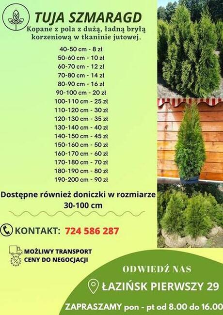 TUJE SZMARAGD DETAL/HURT cała Polska