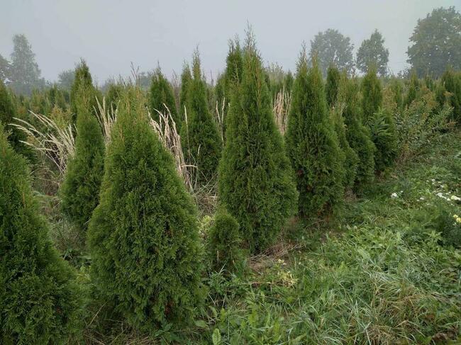 Tuja Tuje Szmaragd 200 -250cm PRODUCENT DOWOZIMY