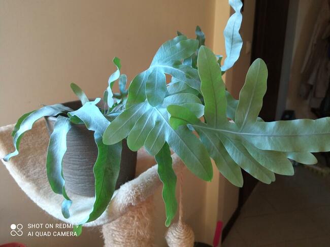 Flebodium szaro-niebieskie i ...