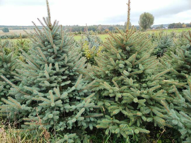 Świerk srebrny, Jodła kaukaska , Tuja WŁASNA PLANTACJA