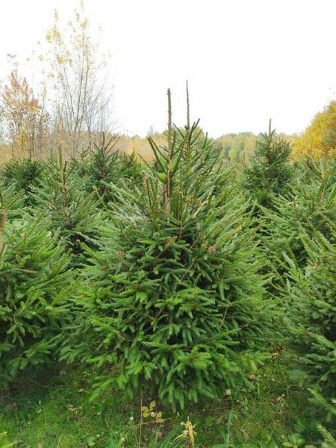 Świerk , jodła , tuja , WŁASNA PLANTACJA
