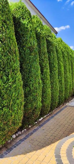 Usługi ogrodnicze Tech Garden przycinanie cięcie Thui (Tui)