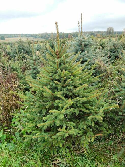 Świerk srebrny, Jodła kaukaska , Tuja WŁASNA PLANTACJA