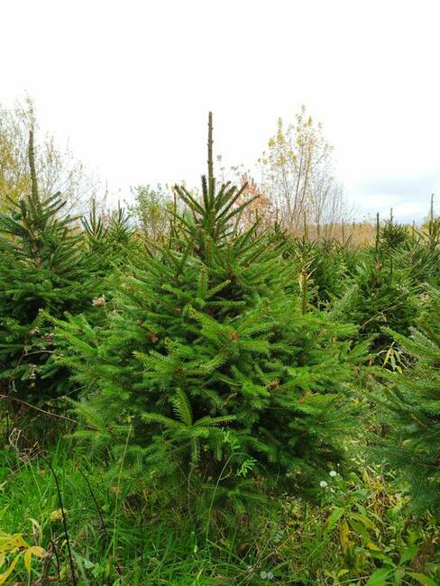 Świerk pospolity, Świerk srebrzysty, jodła kaukaskaPLANTACJA