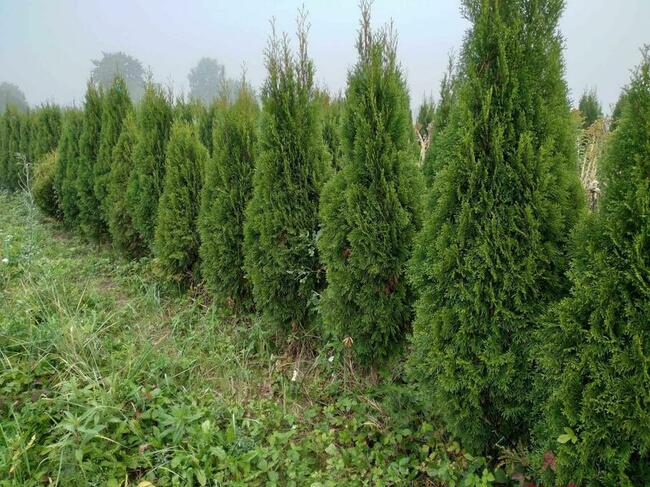Tuja Tuje Szmaragd 200 -250cm PRODUCENT DOWOZIMY