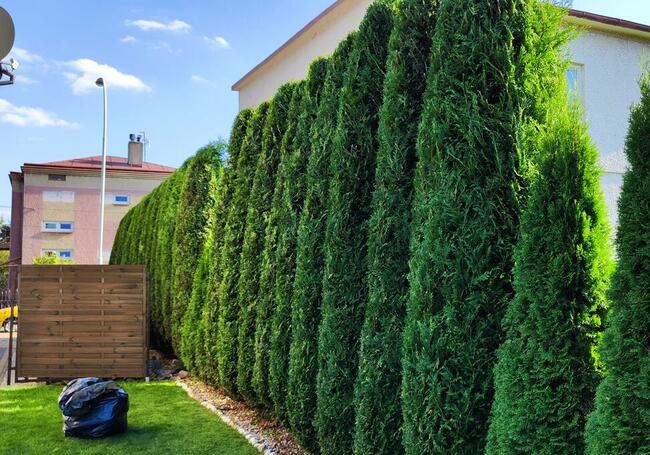 Usługi ogrodnicze Tech Garden przycinanie cięcie Thui (Tui)