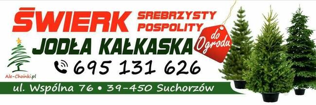 Świerk, Jodła - ilości hurtowe; WŁASNA PLANTACJA