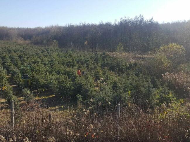 Świerk srebrny, Jodła kaukaska , Tuja WŁASNA PLANTACJA