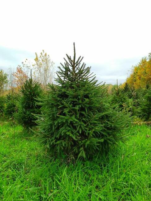 Jodła kaukaska . Producent - WŁASNA PLANTACJA