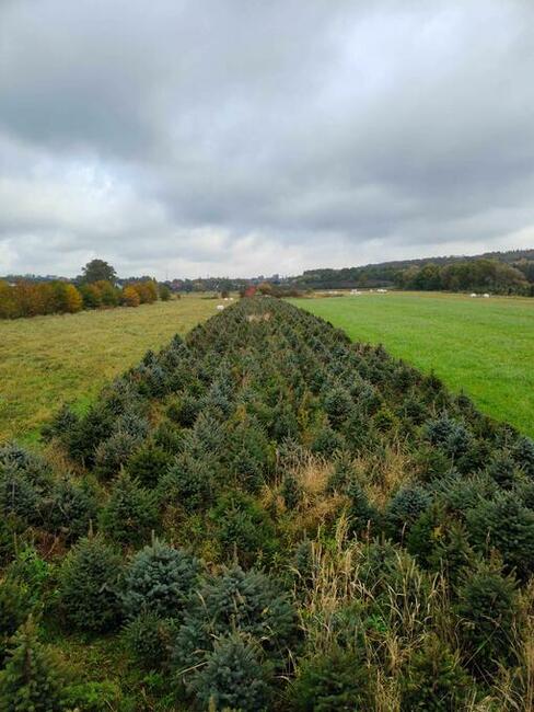 Świerk srebrny, Jodła kaukaska , Tuja WŁASNA PLANTACJA