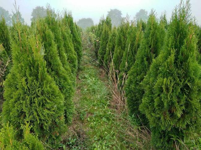 Tuja Tuje Szmaragd 200 -250cm PRODUCENT DOWOZIMY