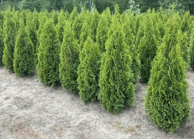 TUJE SZMARAGD DETAL/HURT cała Polska