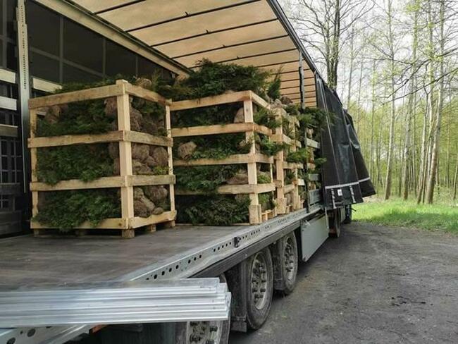 TUJE SZMARAGD DETAL/HURT cała Polska