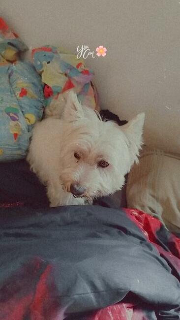 Oddam psa rasy West Highland white terrier