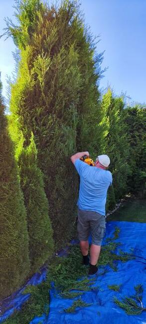 Usługi ogrodnicze Tech Garden przycinanie cięcie Thui (Tui)