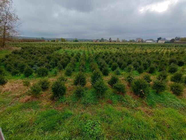 Jodła kaukaska . Producent - WŁASNA PLANTACJA