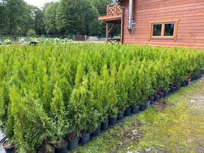 TUJE SZMARAGD DETAL/HURT cała Polska