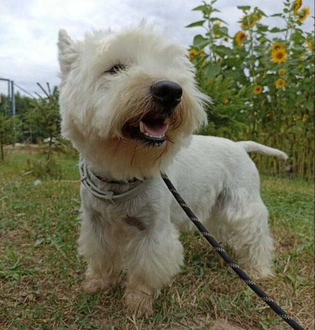 Oddam psa rasy West Highland white terrier