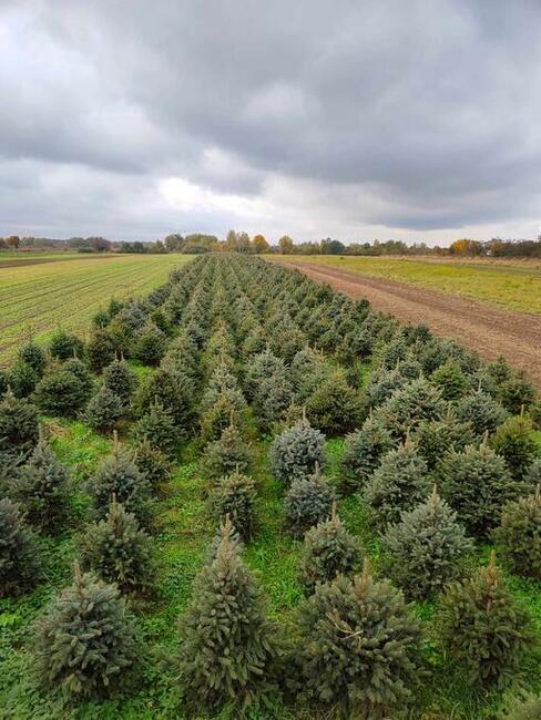 Świerk, Jodła - ilości hurtowe; WŁASNA PLANTACJA